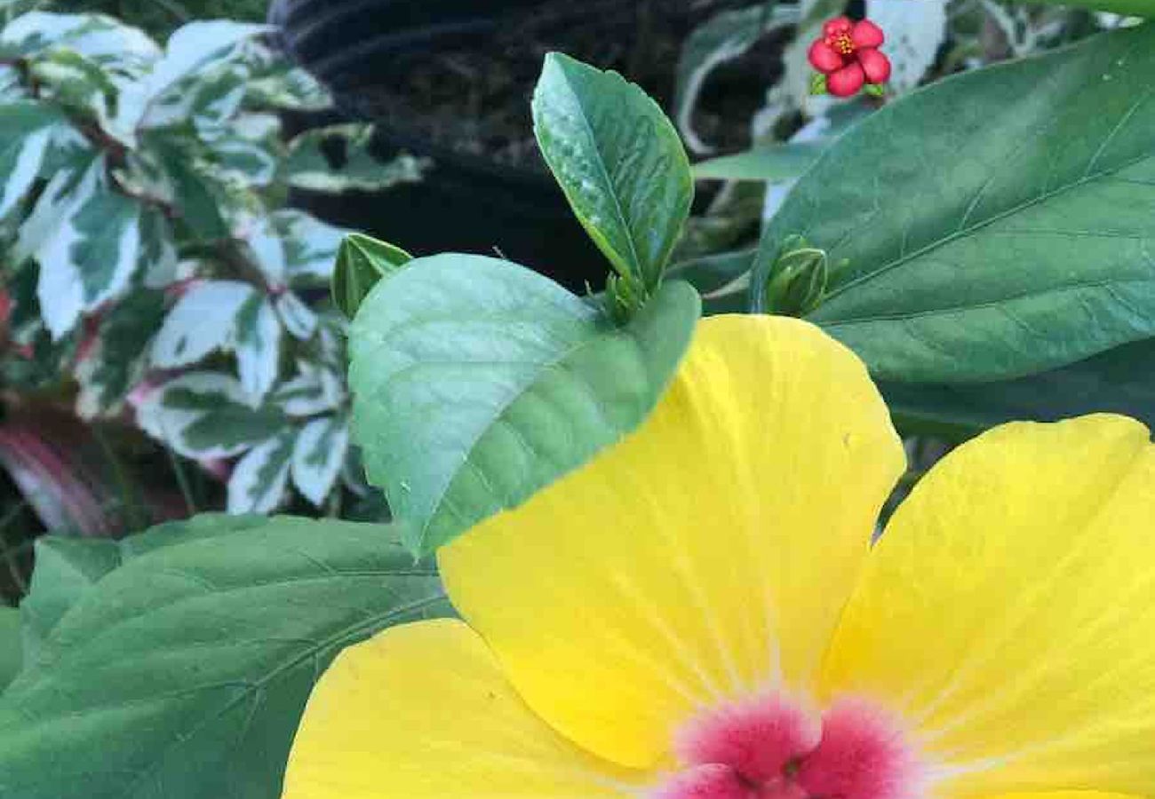 Studio in Rincon - Charming Studio by Sandy Beach – Affordable & Private