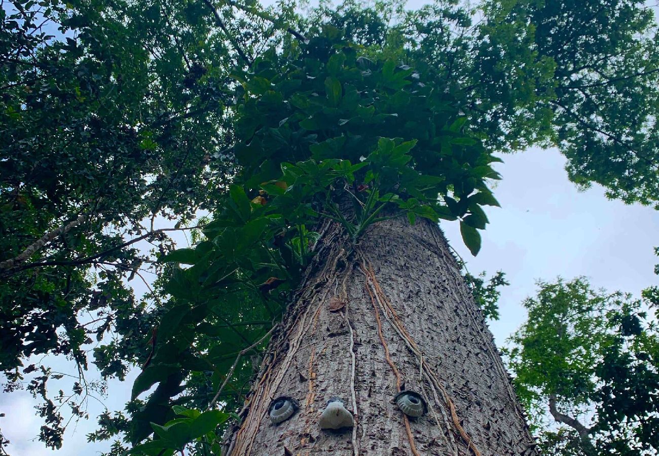 Cabin in Cayey - Tiny Cozy Mountain Cabin Peaceful Retreat in Cayey 