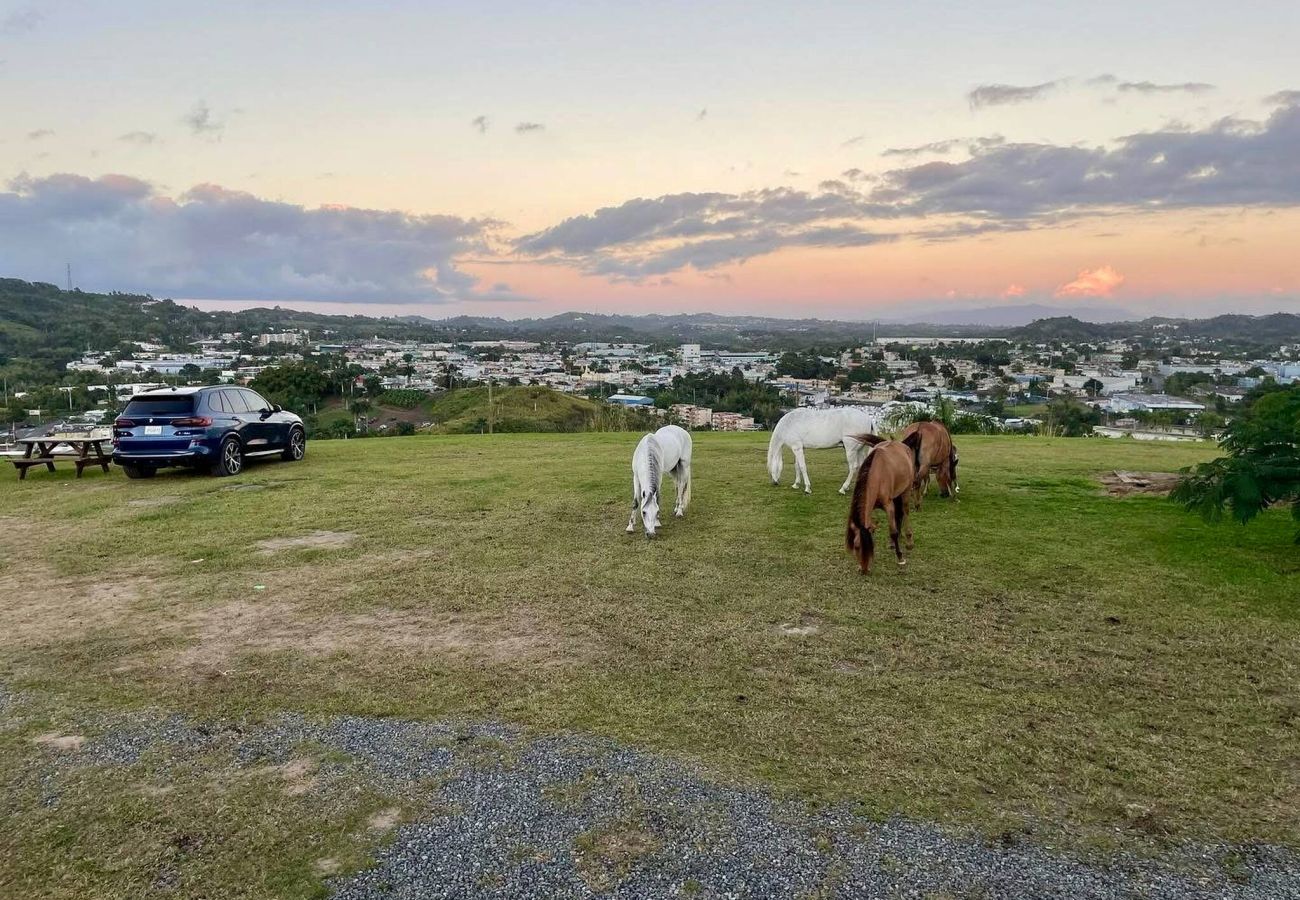 Farm stay in Cidra - Private Mountain Gazebo for Events | BBQ + Views | 150+ Guests