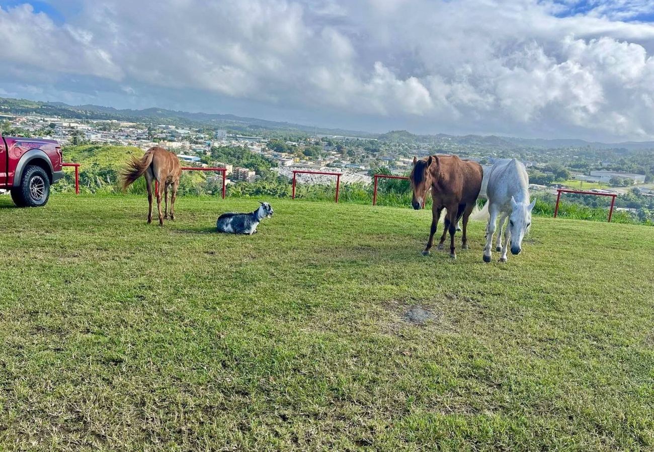 Farm stay in Cidra - Private Mountain Gazebo for Events | BBQ + Views | 150+ Guests