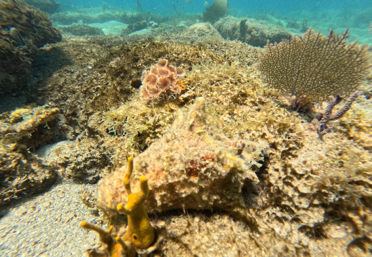 Apartment in Vieques - Walk to the Beach · BioBay & Snorkel Tours 