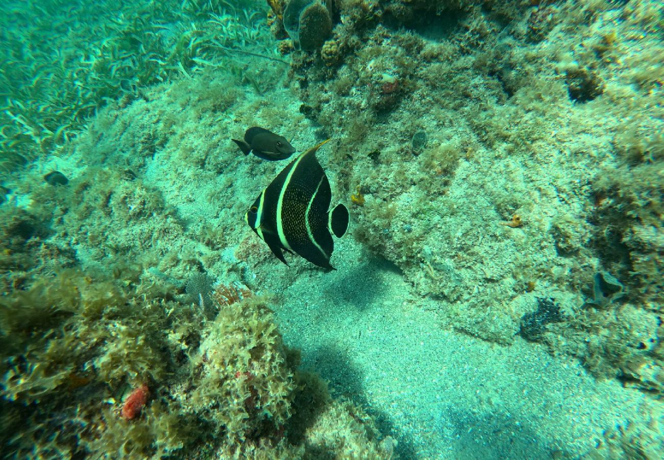 Apartment in Vieques - Walk to the Beach · BioBay & Snorkel Tours 