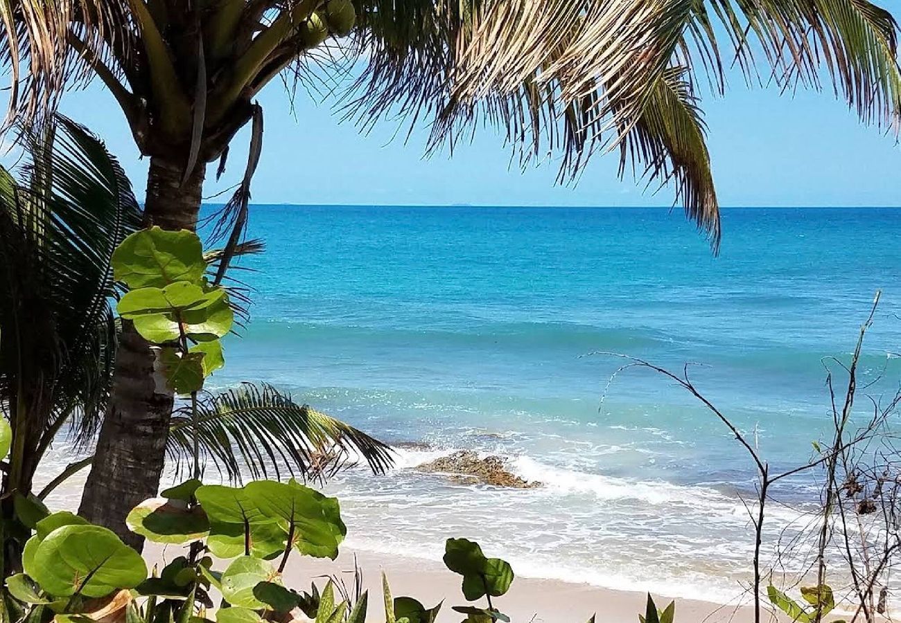 Apartment in Vieques - Walk to the Beach · BioBay & Snorkel Tours 