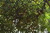 Farm stay in Naranjito - Farm Suite San Pedrito 